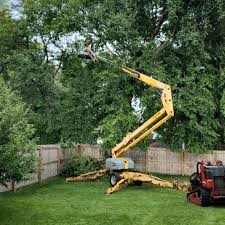 Why Choose Our Tree Removal Services in Lake Forest Park, WA?