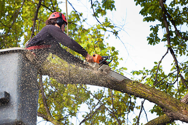 Seasonal Cleanup (Spring/Fall) in Lake Forest Park, WA